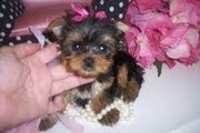 MALE AND FEMALE YORKIE PUPPIES FOR ADOPTION