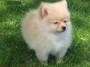 Inteligent Pomeranian Puppies For Sale