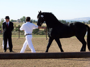 Wow Friesian Horse Available Here