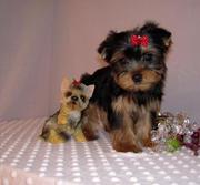  Super Tea Cup yorkie Puppies for Adoption
