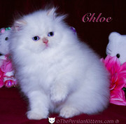 cute and loving Persian kittens for re-homing 