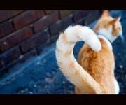 Cat Body Language and Behavior tips | Cattify your life