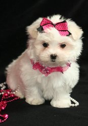 Top Quality Female Maltese Puppy For A Loving Family Only
