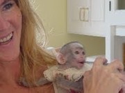 capuchin monkeys for rehoming for their new home
