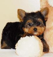 teacup yorkies for any ready home