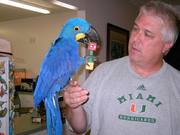 Three Hyacinth Macaw Parrots For Free Adoption