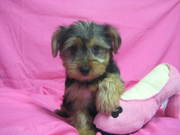 Healthy yorkie pupies for Re-homing