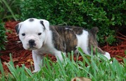  cute English Bulldog puppies sitt Available for good home
