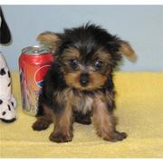 Quality AKC registered Pure Breed yorkies puppies 