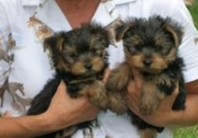 well tame yorkie puppies for re homing